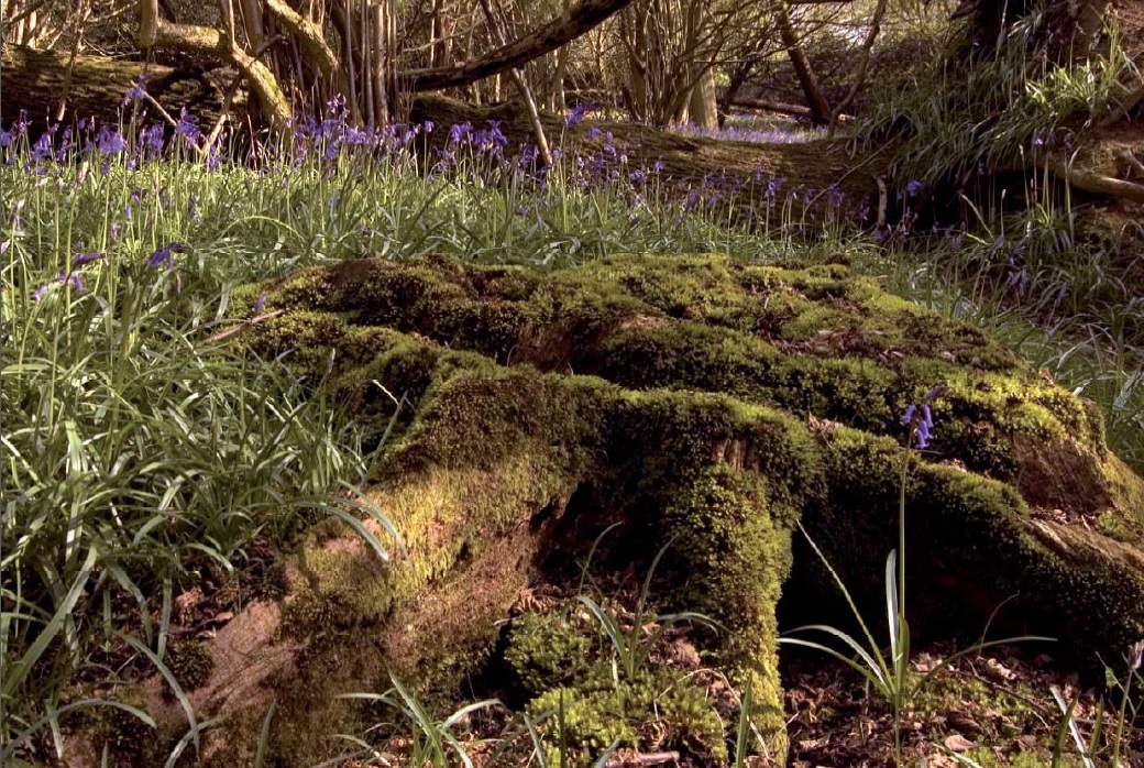 Ancient woodland is not about the age of individual trees but about the age of the whole complex of woodland soil flora and fauna; such as in this bluebell wood